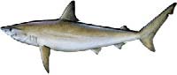 Atlantic Sharpnose Shark