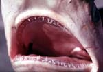 Finetooth Shark