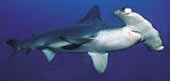 Hammerhead Shark