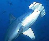 The great hammerhead shark