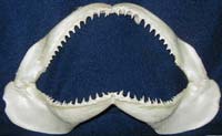 Blacktip Shark Jaws