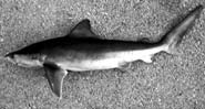 Knopp's shark