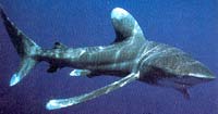 Oceanic whitetip Shark
