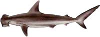 Scalloped hammerhead shark