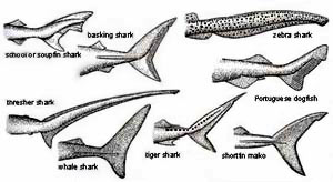 Shape of a Shark's Tails