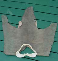Shark skin with Jaw